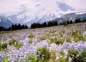 O mundo vai acabar com fogo