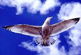 Você pode voar como a águia